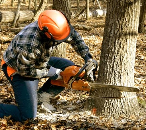 Tree Removal in Dodd City, TX